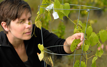Marjorie Weber studies causes and consequences of plants adapting to coexist with their 